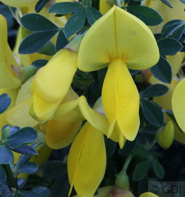  Schmuckginster Golden Sunlight 60-80cm - Cytisus Scoparius