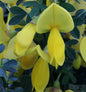  Schmuckginster Golden Sunlight 60-80cm - Cytisus Scoparius