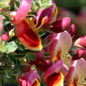  Schmuckginster Goldfinch 60-80cm - Cytisus Scoparius