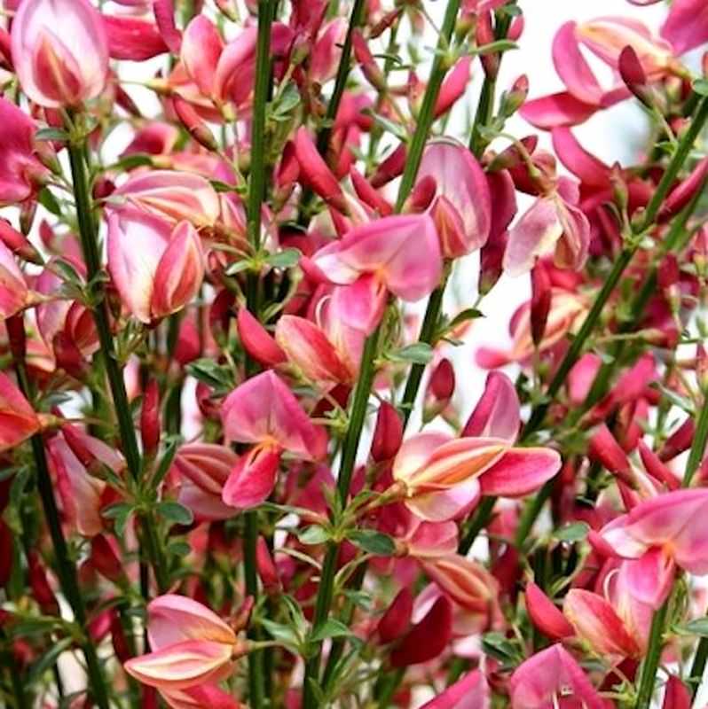  Hochstamm Edelginster Holland 60-80cm - Cytisus Scoparius