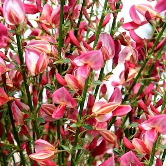  Hochstamm Edelginster Holland 60-80cm - Cytisus Scoparius