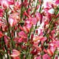  Hochstamm Edelginster Holland 60-80cm - Cytisus Scoparius