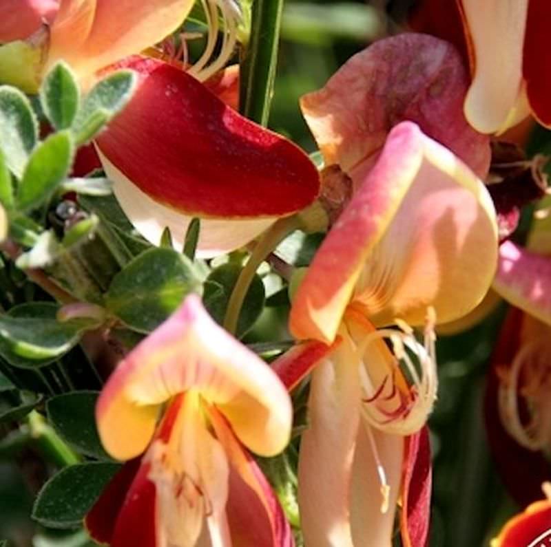  Schmuckginster Johnsons Crimson 60-80cm - Cytisus Scoparius