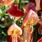  Schmuckginster Johnsons Crimson 60-80cm - Cytisus Scoparius