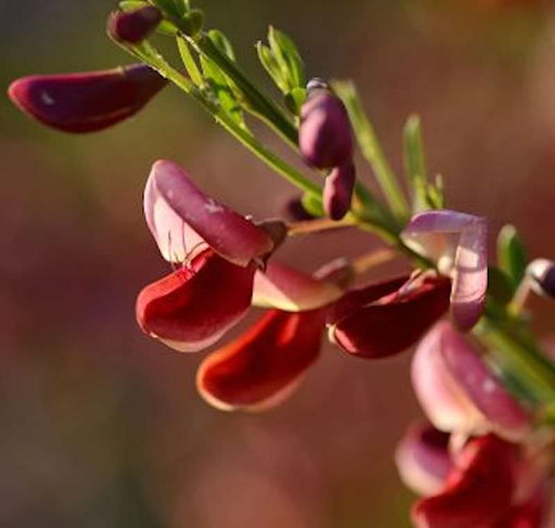  Schmuckginster Killiney Red 40-60cm - Cytisus Scoparius