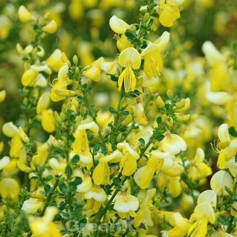  Schmuckginster Lunagold 40-60cm - Cytisus Scoparius