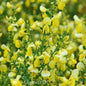  Schmuckginster Lunagold 40-60cm - Cytisus Scoparius