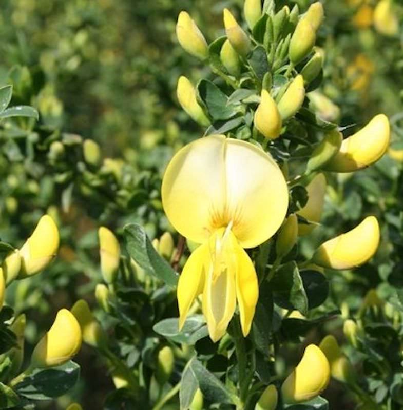  Schmuckginster Luna 60-80cm - Cytisus Scoparius