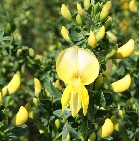  Schmuckginster Luna 60-80cm - Cytisus Scoparius