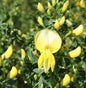  Schmuckginster Luna 60-80cm - Cytisus Scoparius