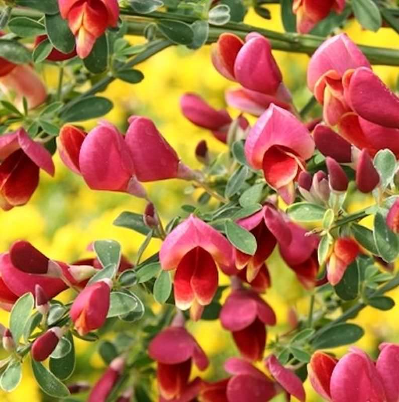 Schmuckginster Maria Burkwood 60-80cm - Cytisus Scoparius