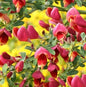  Schmuckginster Maria Burkwood 60-80cm - Cytisus Scoparius