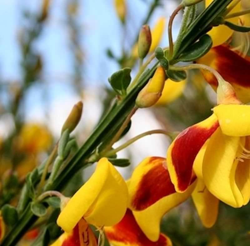  Küstenginster Maritimus 60-80cm - Cytisus Scoparius