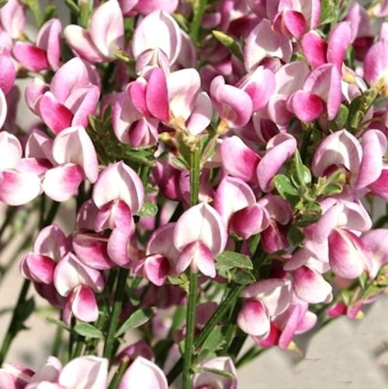  Schmuckginster Mrs Norman Henry 60-80cm - Cytisus Scoparius