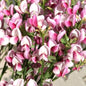  Schmuckginster Mrs Norman Henry 60-80cm - Cytisus Scoparius