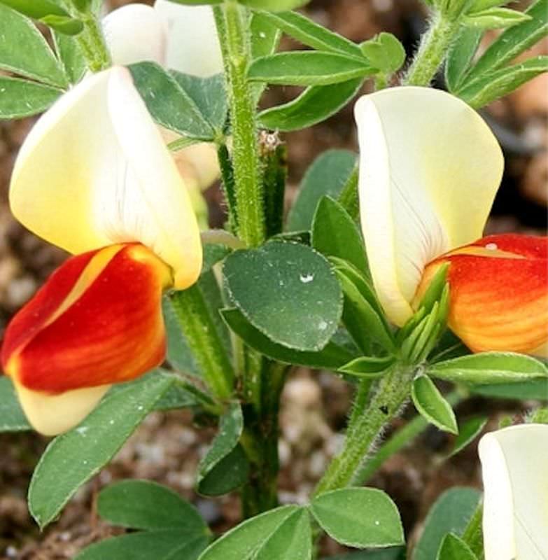  Schmuckginster Newry Seedling 60-80cm - Cytisus Scoparius
