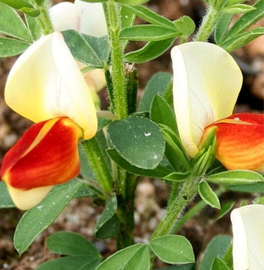  Schmuckginster Newry Seedling 60-80cm - Cytisus Scoparius