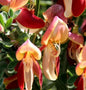  Hochstamm Edelginster Palette 60-80cm - Cytisus Scoparius