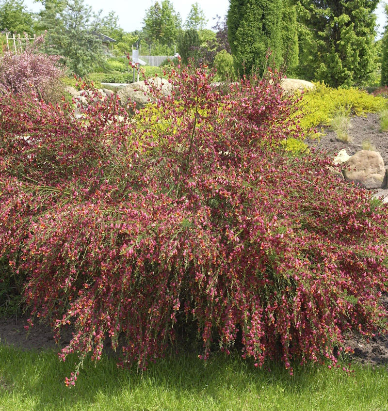  Edelginster Red Wings 60-80cm - Cytisus Scoparius