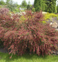 Edelginster Red Wings 60-80cm - Cytisus Scoparius