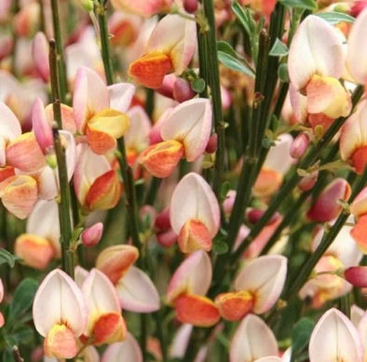  Edelginster Zeelandia 60-80cm - Cytisus Scoparius