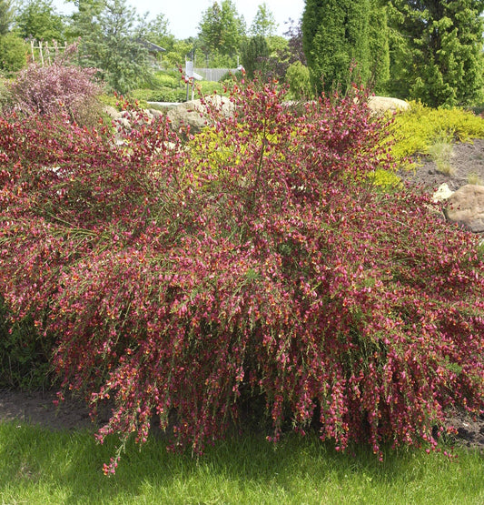  Edelginster Lena 40-60cm - Cytisus Scoparius