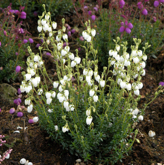  10x Irische Heide Stardust Muxoll - Daboecia Cantabrica