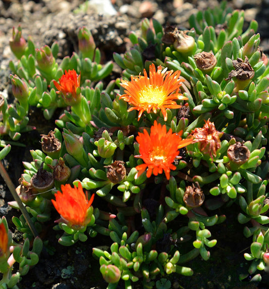  Mittagsblümchen Orange - Delosperma Cooperi