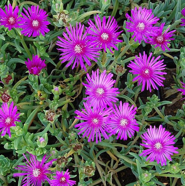  Mittagsblümchen Table Mountain - Delosperma Cooperi