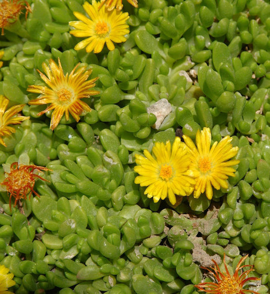 Gelbes Mittagsblümchen - Delosperma Nubigenum