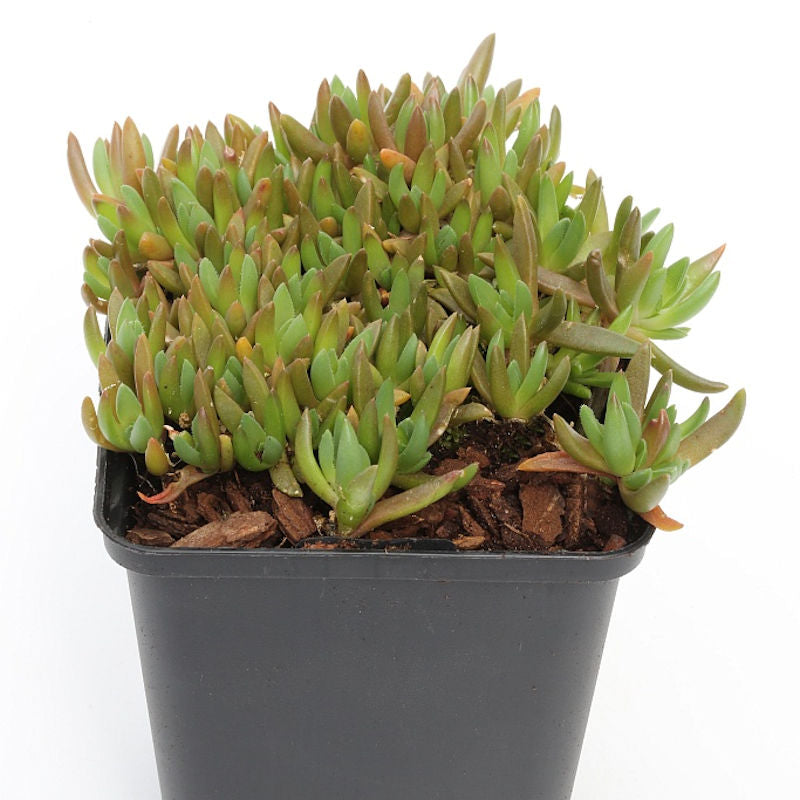  Mittagsblümchen - Delosperma Congestum