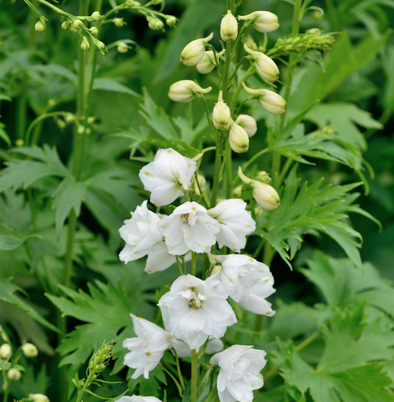 Hoher Rittersporn Green Twist - Delphinium