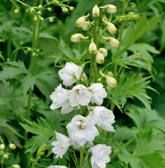  Hoher Rittersporn Green Twist - Delphinium