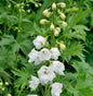  Hoher Rittersporn Green Twist - Delphinium
