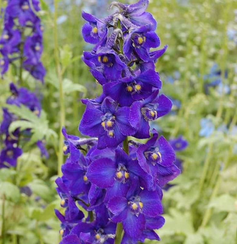  Rittersporn Kleine Nachtmusik - Delphinium Belladonna