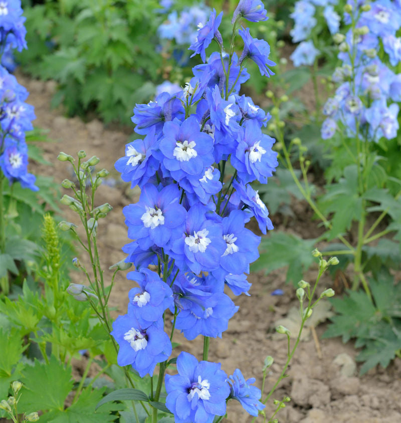  Rittersporn Jupiter Blue - Großer Topf - Delphinium Cultorum