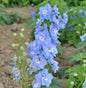  Rittersporn Jupiter Sky Blue - Großer Topf - Delphinium Cultorum