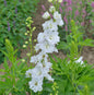  Rittersporn Jupiter White - Großer Topf - Delphinium Cultorum