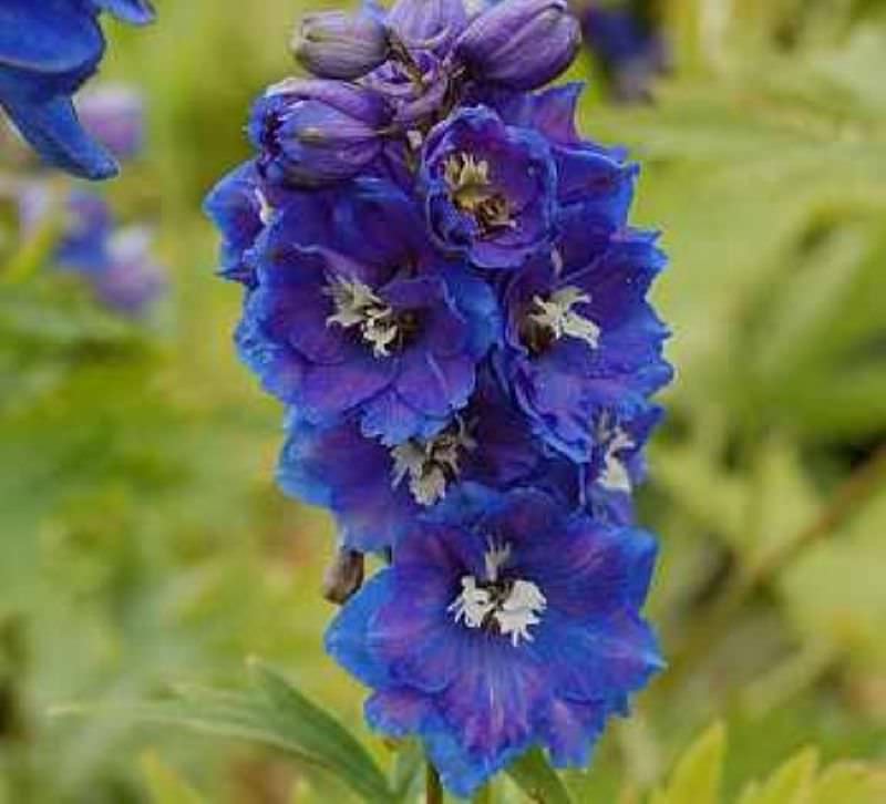  Rittersporn Blauer Zwerg - Delphinium Grandiflorum