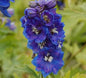  Rittersporn Blauer Zwerg - Delphinium Grandiflorum