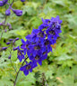  Rittersporn Black Knight - Delphinium Pacific