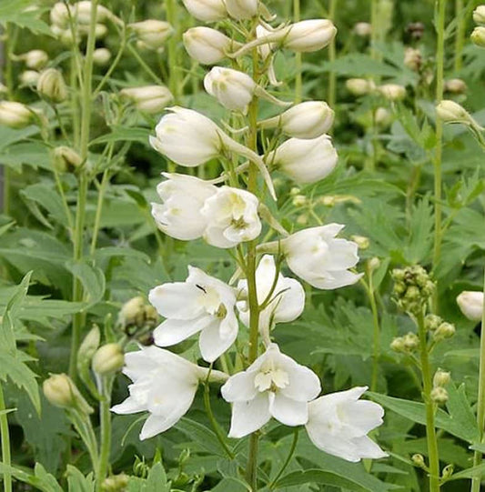  Rittersporn Galahad - Delphinium Pacific