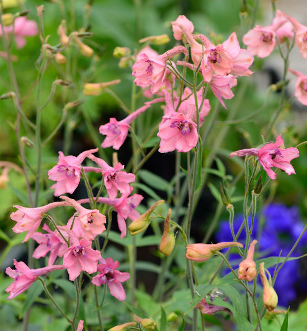  Rittersporn Pink Sensation - Delphinium Ruysii