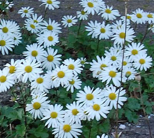  Grönland Margerite - Dendranthema Arcticum