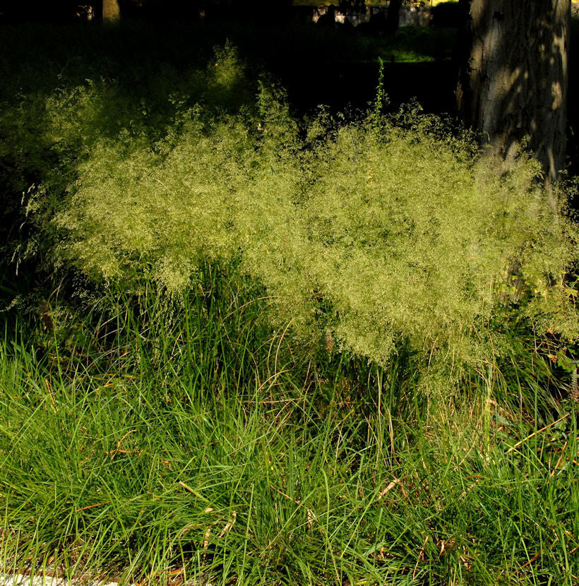  Waldschmiele Bronzeschleier - Deschampsia