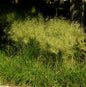  Waldschmiele Bronzeschleier - Deschampsia