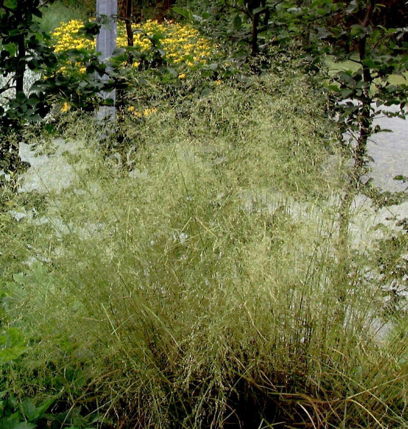  Waldschmiele Palava - Deschampsia Cespitosa