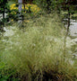  Waldschmiele Palava - Deschampsia Cespitosa