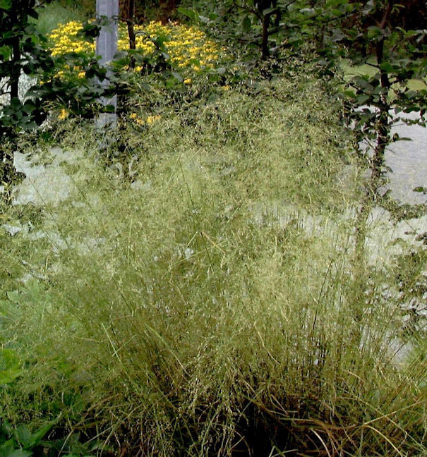  Waldschmiele Tardiflora - Deschampsia