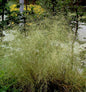  Waldschmiele Tardiflora - Deschampsia